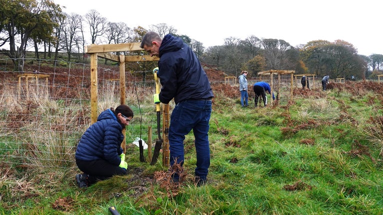 A group of volunteers planting trees and building tree guards in a field.